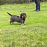 dog, golf_course, golfer, outdoor, grass, lawn, park, leash, collar, small_dog, scruffy_dog, black_dog, brown_dog, standing, animal, pet, sports, golf_club, person, nature