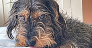 Ubert participe au concours pour gagner de l'argent avec cette photo : dog, shaggy_dog, black_and_tan, long_hair, fur, eyes, snout, nose, pet, animal, portrait, close_up, bed, bedding, indoors, home, resting, lying_down, relaxed, sleepy
