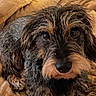 Ubert participe au concours pour gagner de l'argent avec cette photo : dog, pet, portrait, close_up, shaggy, furry, black_and_brown, beard, snout, nose, eyes, lying_down, blanket, cozy, indoors, bed, brown, black, cute, relaxed