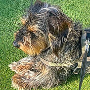 Ubert participe au concours pour gagner de l'argent avec cette photo : dog, shaggy_dog, long_hair, fur, brown_fur, black_fur, grass, outdoor, pet, animal, harness, leash, sitting, lying_down, side_profile, fluffy, cute, companion_animal, sunlight, portrait