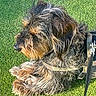 dog, shaggy_dog, long_hair, fur, brown_fur, black_fur, grass, outdoor, pet, animal, harness, leash, sitting, lying_down, side_profile, fluffy, cute, companion_animal, sunlight, portrait