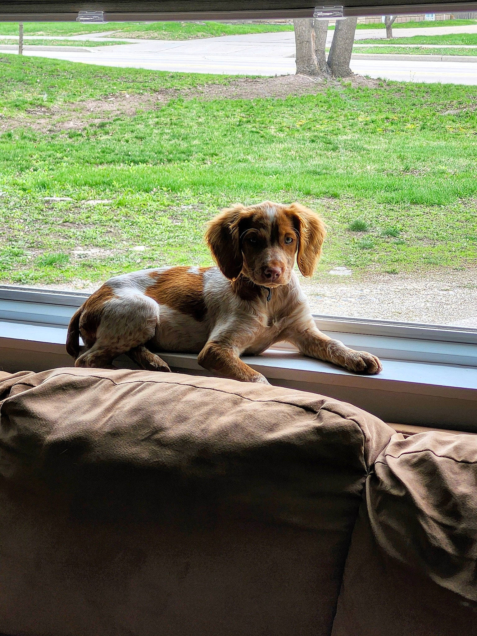 Dixie May is registered to the contest to win money with this photo: brittany, canidae, carnivore, comfort, companion_dog, dog, dog_breed, fawn, fur, grass, gun_dog, hound, liver, plant, shade, snout, sporting_group, tail, wood, working_animal