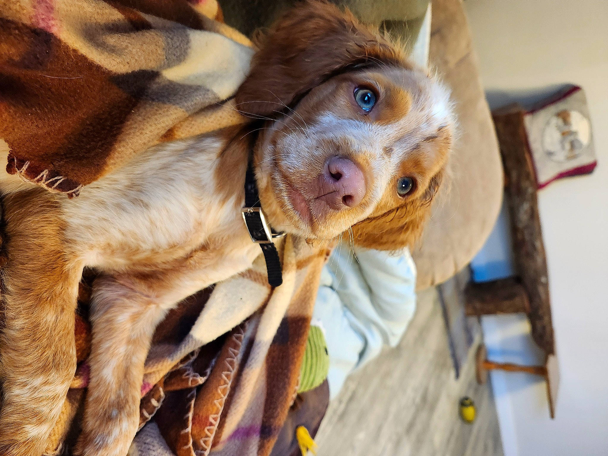 Dixie May is registered to the contest to win money with this photo: canidae, carnivore, collar, companion_dog, dog, dog_breed, fawn, fur, liver, selfie, snout, sporting_group, terrestrial_animal, whiskers, wood, working_animal, wrinkle