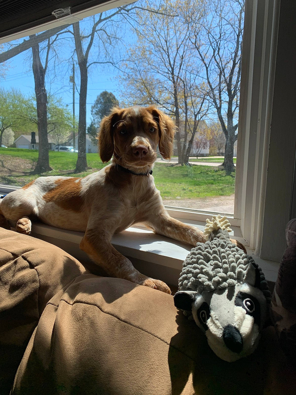 Dixie May joined the competition — help win amazing prizes! ancient_dog_breeds, canidae, carnivore, companion_dog, curtain, dog, dog_breed, fawn, grass, gun_dog, liver, non_sporting_group, plant, sky, snout, sporting_group, tree, window, working_animal, working_dog