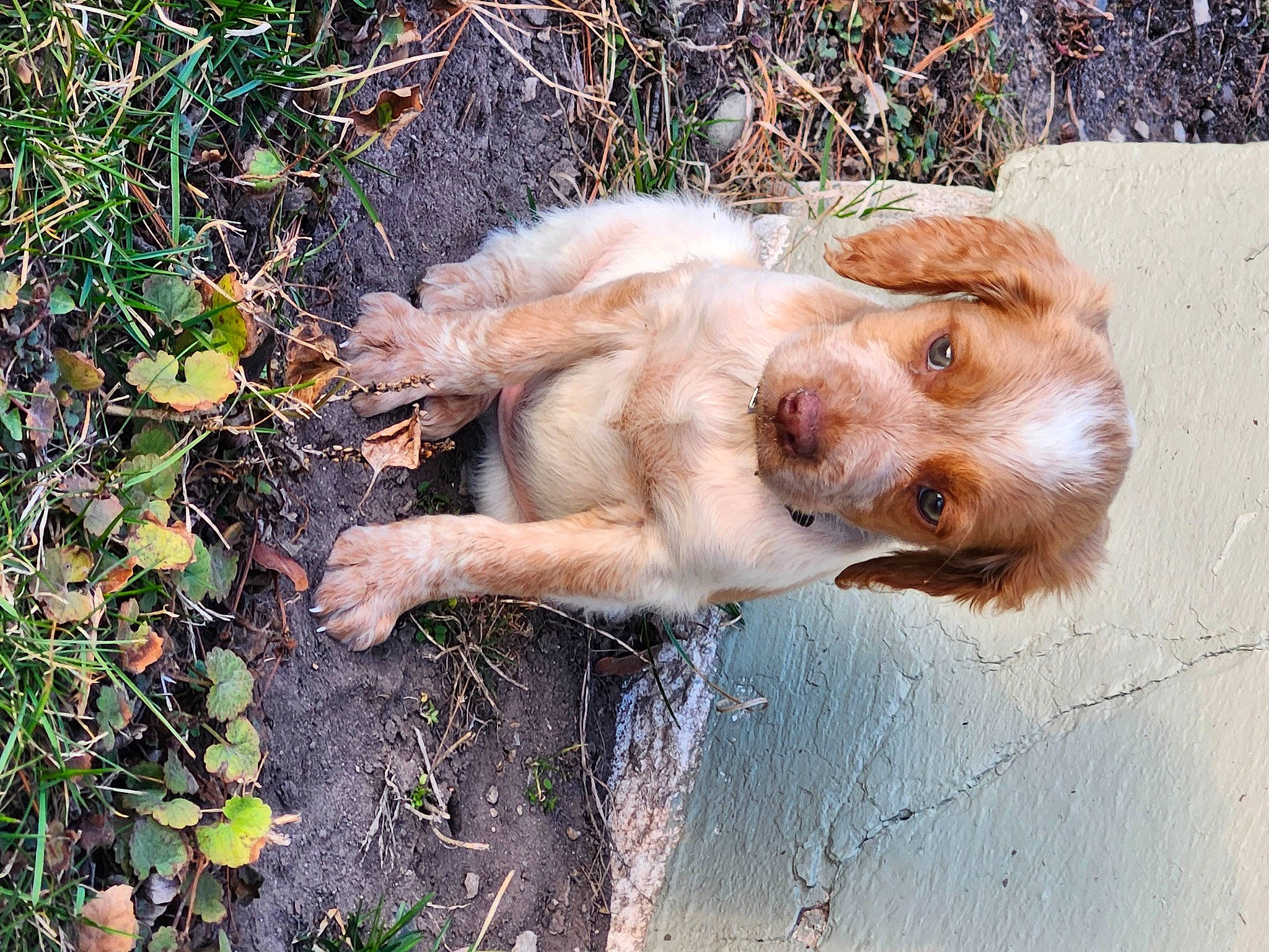 Dixie May is registered to the contest to win money with this photo: canidae, carnivore, cocker_spaniel, companion_dog, dog, dog_breed, fawn, fur, grass, gun_dog, liver, paw, plant, retriever, spaniel, sporting_group, street_dog, tail, terrestrial_animal, whiskers