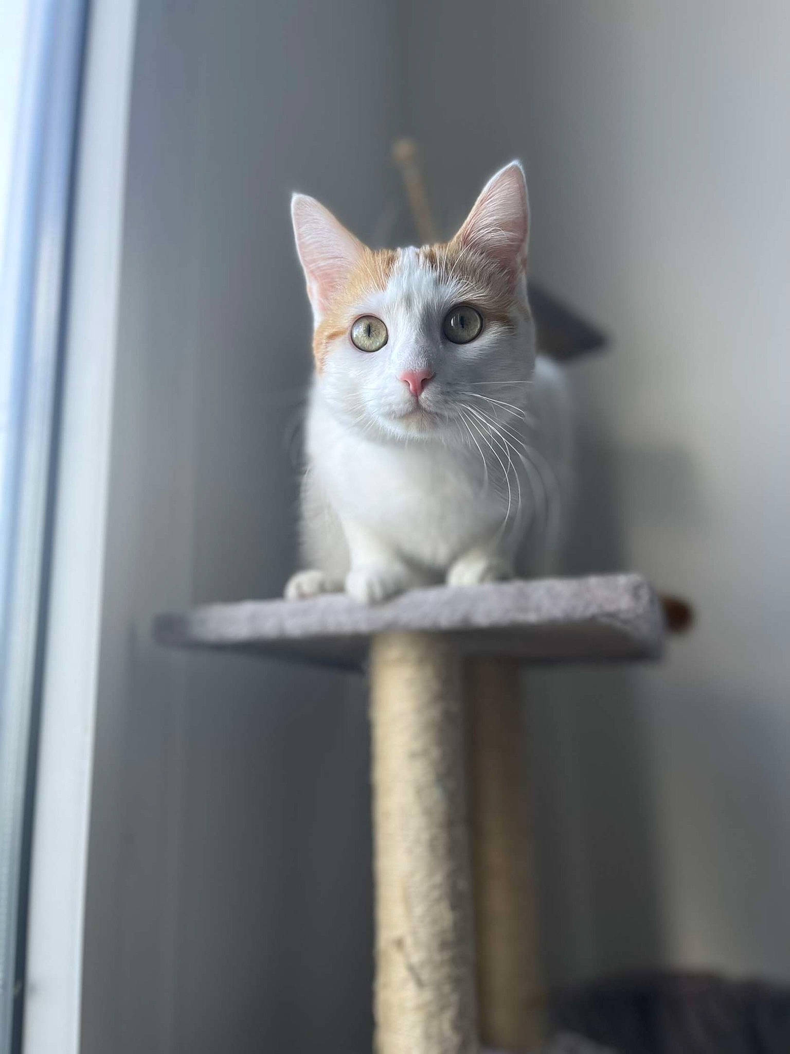 Yucka a rejoint le concours — aidez-le/la à gagner de superbes lots ! carnivore, cat, curious, domestic_short_haired_cat, fawn, felidae, fixture, fur, grey, iris, small_to_medium_sized_cats, snout, tail, whiskers, window, wood