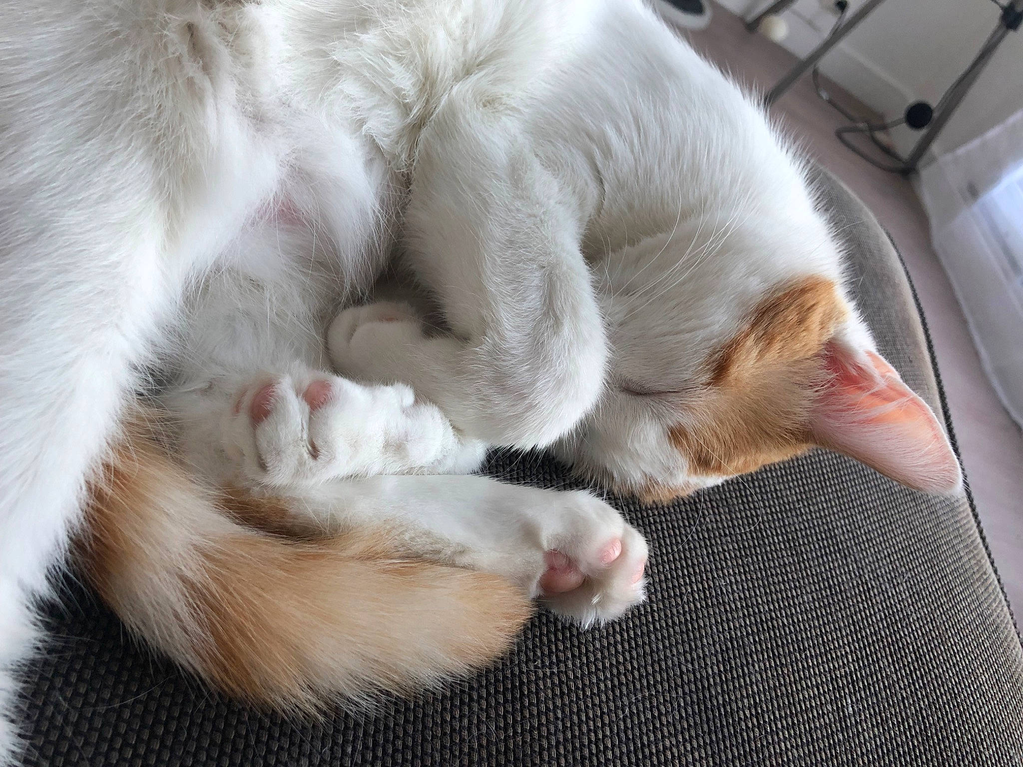 Yucka participe au concours pour gagner de l'argent avec cette photo : carnivore, cat, claw, comfort, domestic_short_haired_cat, fawn, felidae, flooring, foot, fur, nap, paw, sleep, small_to_medium_sized_cats, snout, tail, terrestrial_animal, whiskers