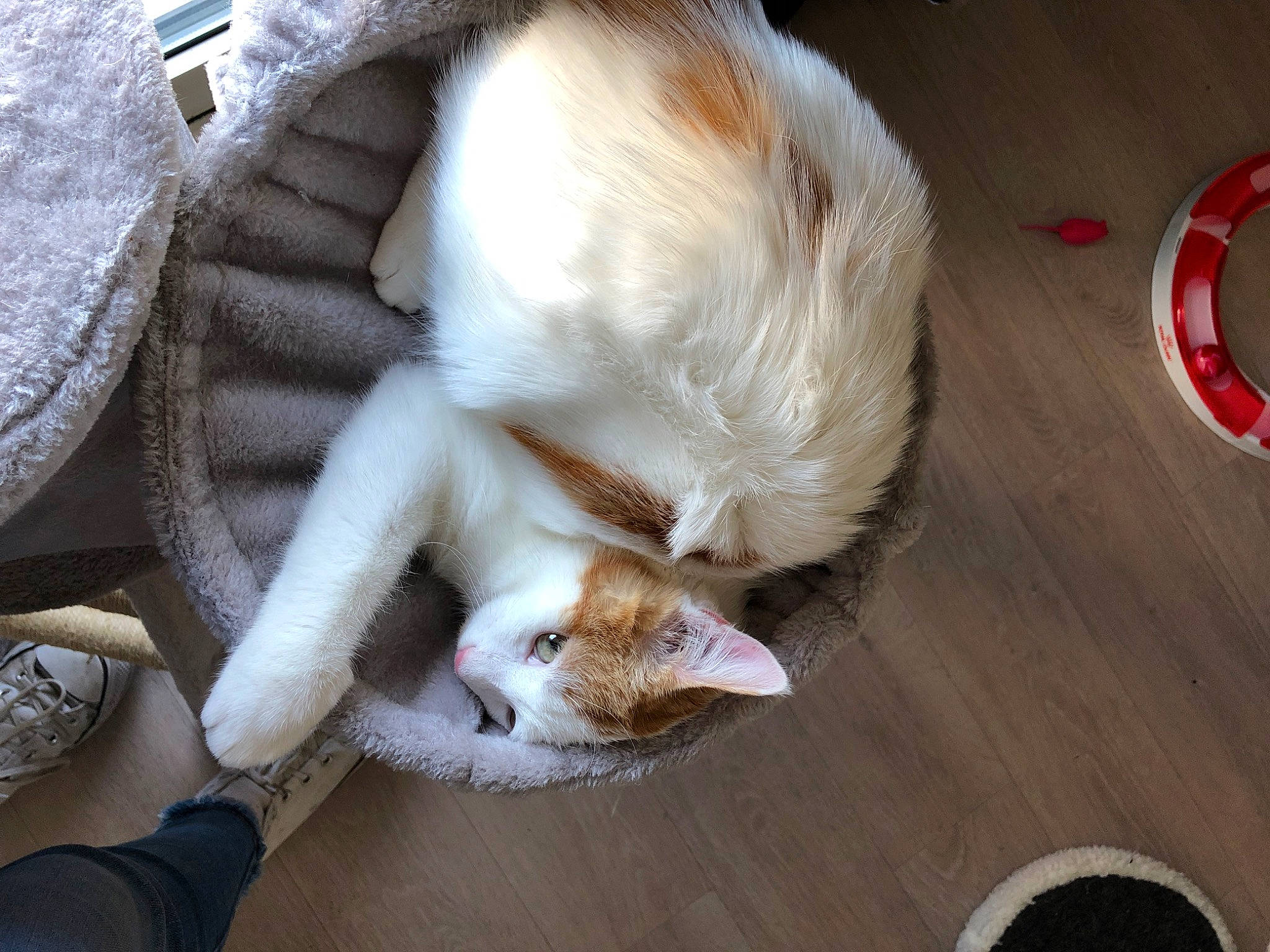 Yucka participe au concours pour gagner de l'argent avec cette photo : canidae, carnivore, cat, claw, comfort, companion_dog, dog_breed, domestic_short_haired_cat, fawn, felidae, flooring, fur, hardwood, mammal, nap, paw, small_to_medium_sized_cats, tail, whiskers, wood