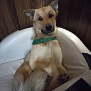 Bear joined the competition — help win amazing prizes! dog, pet, green_collar, relaxed, lounging, chair, white_cushion, wooden_wall, indoor, canine, fur, ears, tail, paw, animal, companion, curious, portrait, domestic, cozy