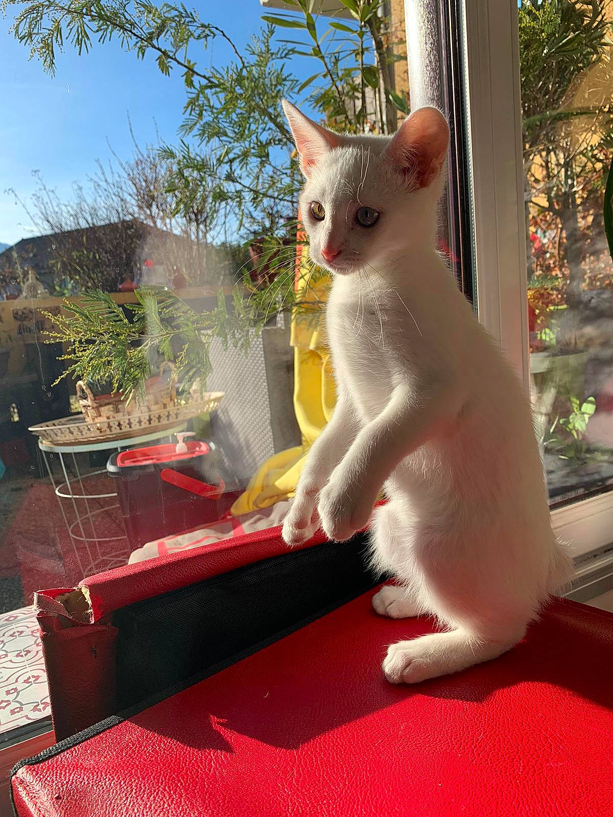 Bouba participe au concours pour gagner de l'argent avec cette photo : carnivore, cat, domestic_short_haired_cat, fawn, felidae, flooring, fur, grass, paw, plant, sitting, sky, small_to_medium_sized_cats, snout, tail, terrestrial_animal, tree, whiskers