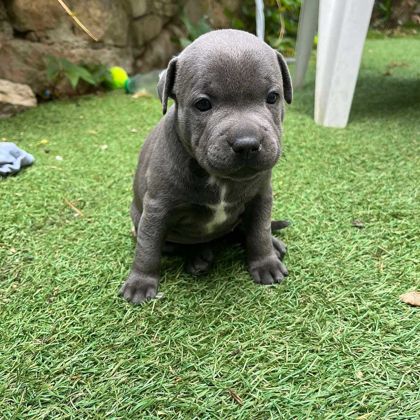 Athena a rejoint le concours — aidez-le/la à gagner de superbes lots ! adorable, animal, backyard, canine, cute, dog, eyes, face, fur, grass, gray, nature, outdoor, pet, plastic_chair, portrait, puppy, sitting, small, young
