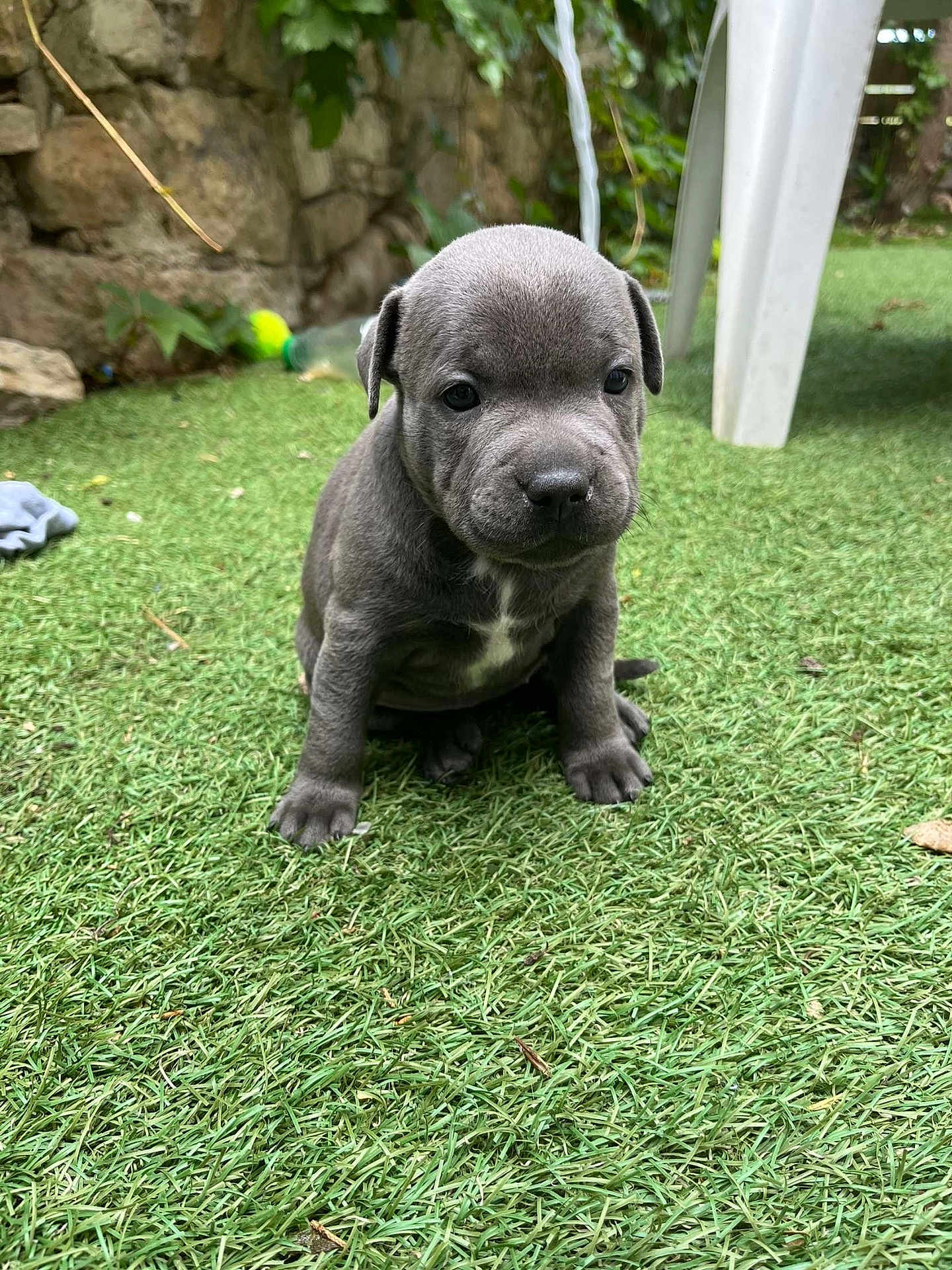 Athena a rejoint le concours — aidez-le/la à gagner de superbes lots ! puppy, dog, grass, outdoor, young, pet, cute, animal, sitting, gray, fur, canine, backyard, nature, small, adorable, portrait, eyes, face, plastic_chair