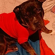 Miami a rejoint le concours — aidez-le/la à gagner de superbes lots ! dog, brindle, red_sweater, bed, blanket, orange_blanket, blue_blanket, indoor, pet, canine, resting, looking, ears, fur, mammal, domestic_animal, companion, cute, animal, portrait