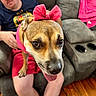 dog, person, bow, pink, couch, living_room, wood_floor, pet, tongue_out, close_up, casual, seated, indoor, relaxed, animal, happy, brown_dog, home, comfort, furniture