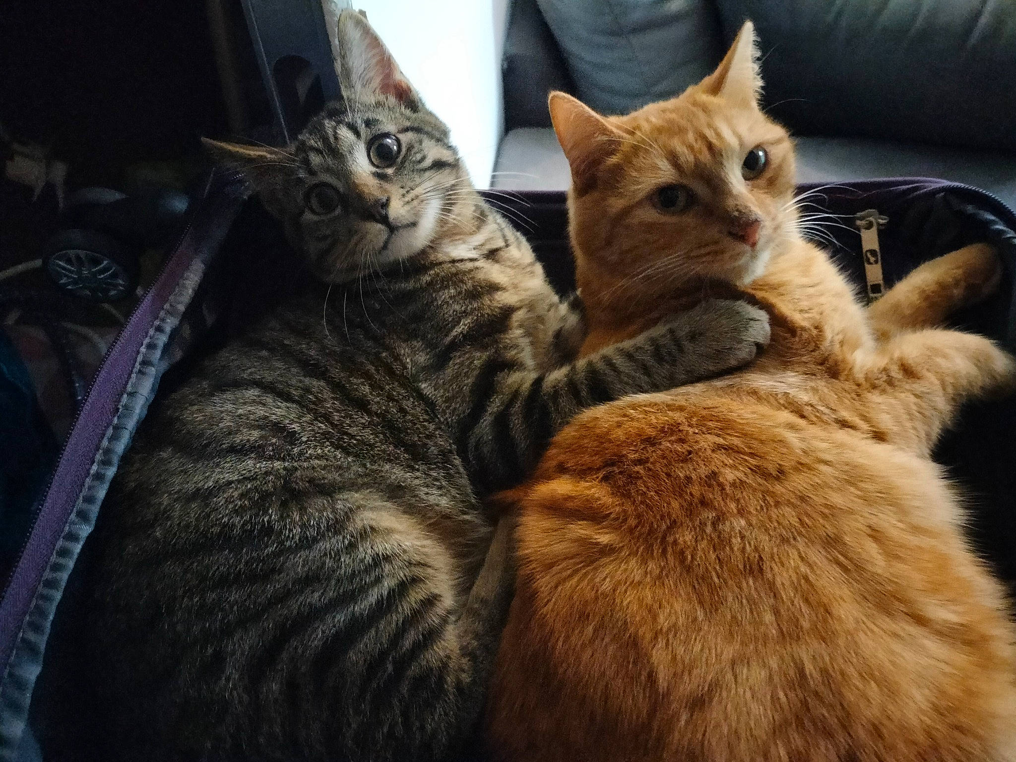 Tigrou a rejoint le concours — aidez-le/la à gagner de superbes lots ! carnivore, cat, claw, comfort, couch, domestic_short_haired_cat, felidae, fur, nap, paw, sitting, small_to_medium_sized_cats, snout, tail, whiskers