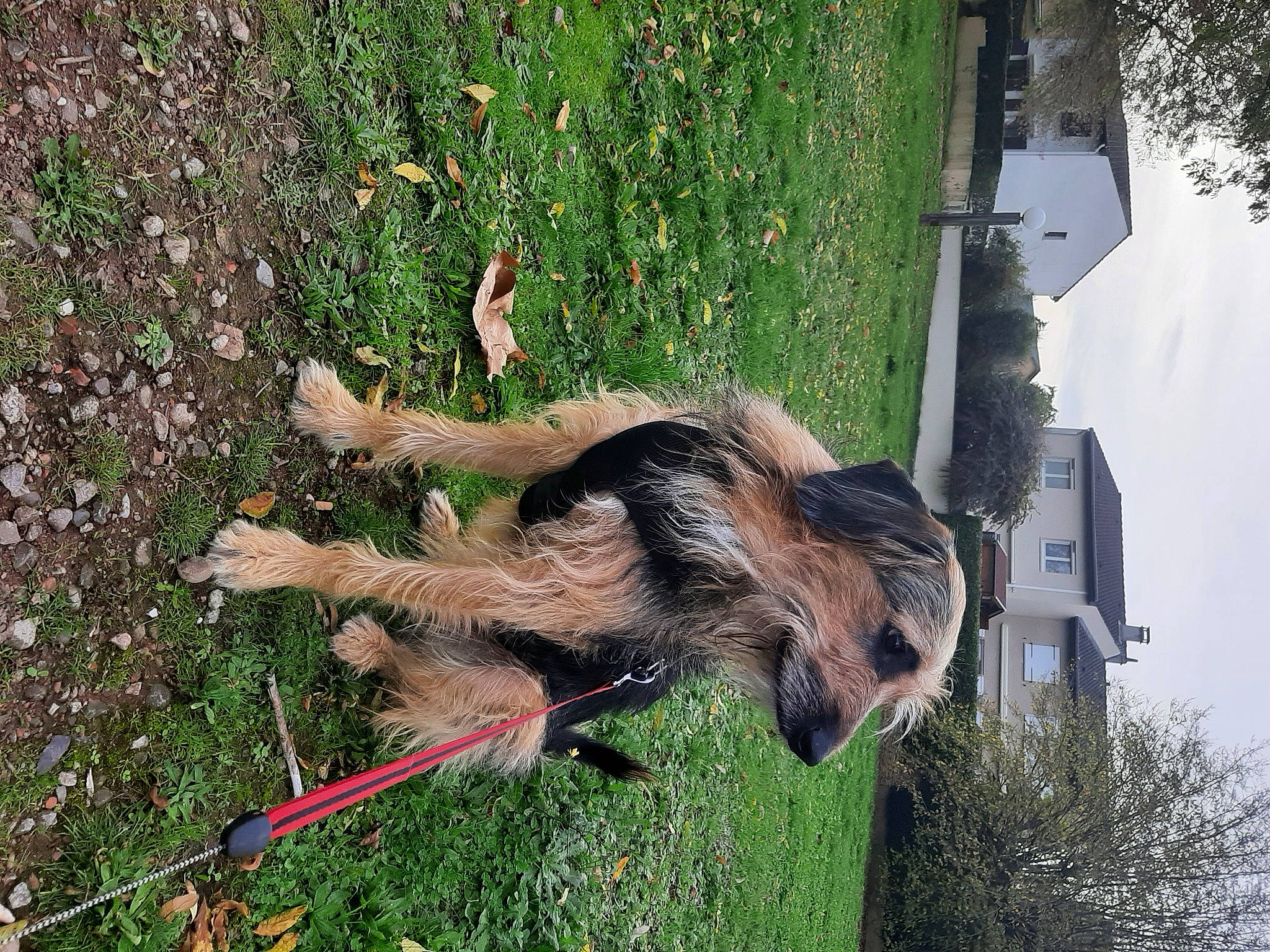 Rocky participe au concours pour gagner de l'argent avec cette photo : canidae, carnivore, companion_dog, dog, dog_breed, fawn, grass, groundcover, old_german_shepherd_dog, plant, shrub, sporting_group, tail, terrestrial_animal, tree, trunk, welsh_terrier, wood