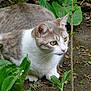cat, animal, pet, garden, greenery, leaves, earth, outdoor, alert, crouching, fur, whiskers, nature, mammal, eyes, plant, soil, wildlife, domestic, cute