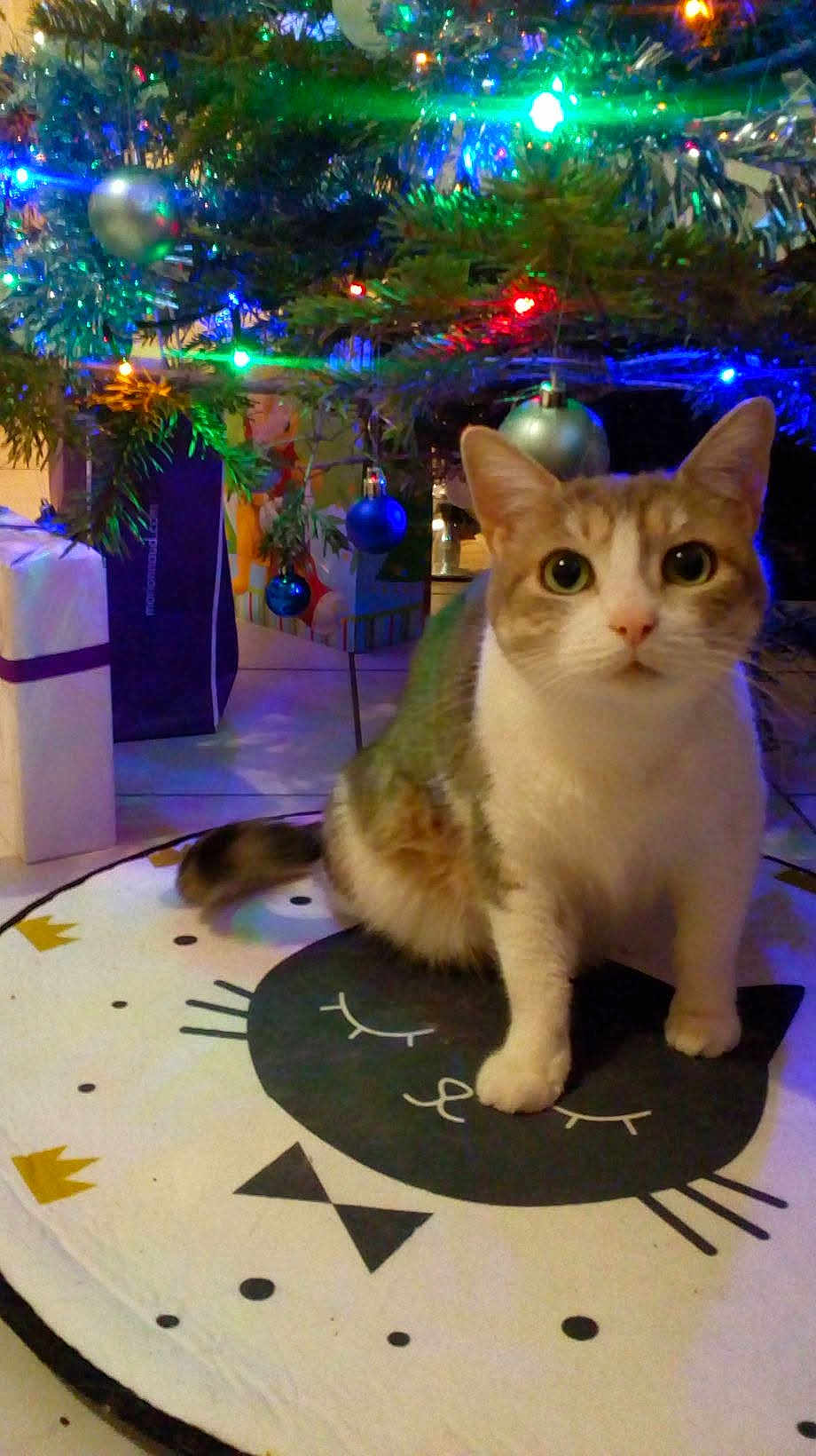 Chipy participe au concours pour gagner de l'argent avec cette photo : cat, christmas_tree, ornaments, presents, holiday, decorations, indoor, pet, cute, curious, mat, floor, festive, colorful_lights, tabby_cat, white_fur, green_eyes, holiday_season, celebration, home