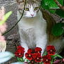 Chipy a rejoint le concours — aidez-le/la à gagner de superbes lots ! cat, flowers, red_flowers, green_leaves, branch, outdoor, nature, animal, pet, curious, garden, plants, closeup, white_and_gray_cat, flora, wildlife, feline, colorful, leafy, natural_light