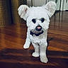 dog, white_dog, small_dog, fluffy, long_ears, pet, canine, portrait, standing, indoors, hardwood_floor, home, living_room, door, mirror, basket, furniture, collar, black_bow, cute