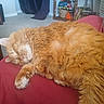 cat, orange_cat, fluffy, sleeping, pet, furry, animal, whiskers, ears, paws, tail, red_blanket, indoor, living_room, cozy, relaxed, nap, long_hair, portrait, home