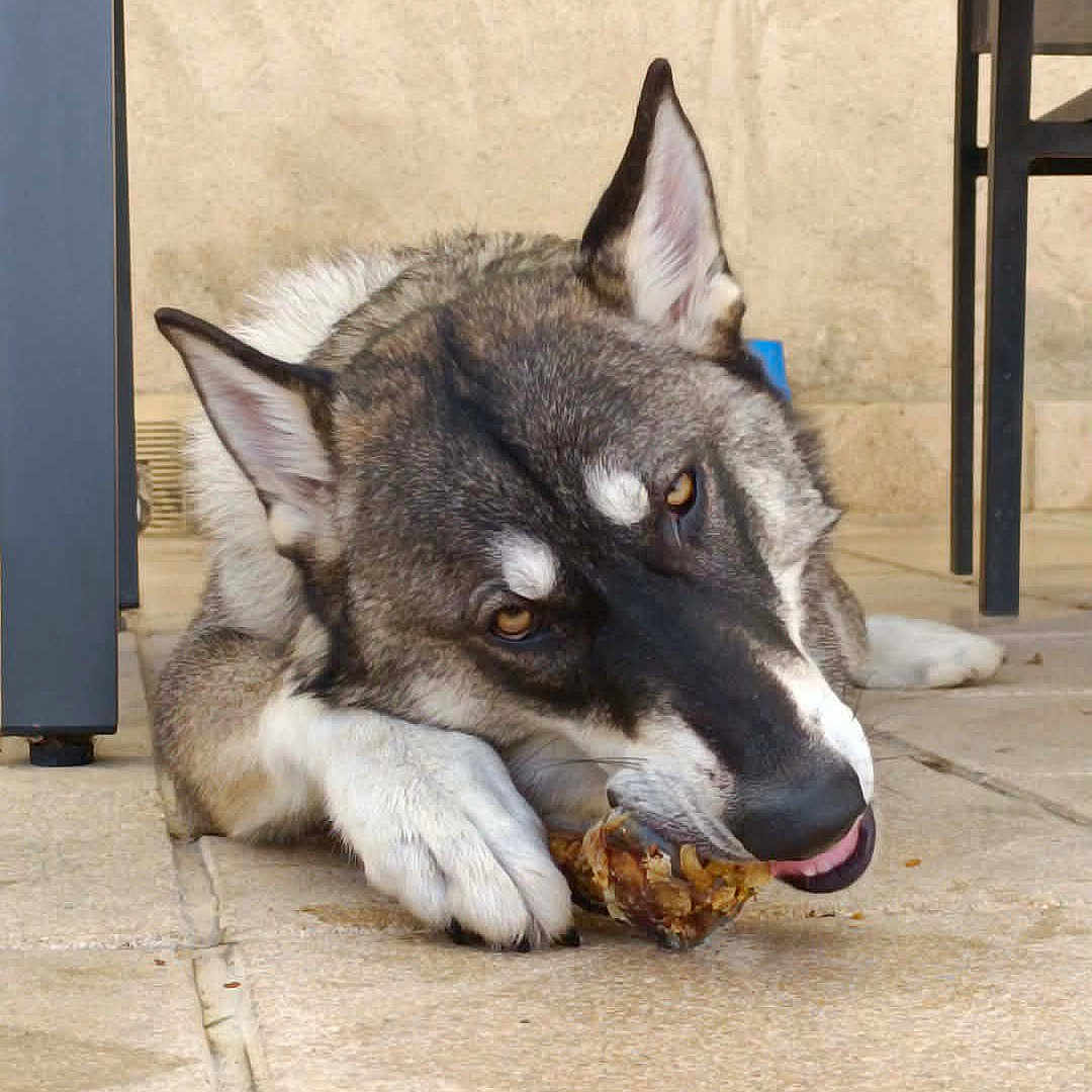 Aïko a rejoint le concours — aidez-le/la à gagner de superbes lots ! dog, animal, pet, bone, chewing, floor, tile, ears, face, paw, tongue, table, indoor, resting, fur, canine, focused, brown, white, gray