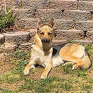 Lunablue joined the competition — help win amazing prizes! dog, german_shepherd, outdoor, grass, stone_wall, sunlight, pet, animal, laying_down, nature, canine, ears, fur, resting, daytime, garden, relaxed, mammal, watchful, alert
