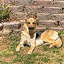 dog, german_shepherd, outdoor, grass, stone_wall, sunlight, pet, animal, laying_down, nature, canine, ears, fur, resting, daytime, garden, relaxed, mammal, watchful, alert