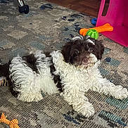 Presley joined the competition — help win amazing prizes! dog, fluffy, black_and_white, carpet, toy, orange_toy, green_toy, pink_object, indoor, floor, pet, animal, laying_down, curly_fur, playful, cute, domestic, home, relaxed, small_dog