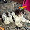dog, fluffy, black_and_white, carpet, toy, orange_toy, green_toy, pink_object, indoor, floor, pet, animal, laying_down, curly_fur, playful, cute, domestic, home, relaxed, small_dog
