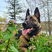 Sanka a rejoint le concours — aidez-le/la à gagner de superbes lots ! dog, german_shepherd, animal, pet, outdoor, nature, grass, flowers, greenery, tongue_out, ears_up, canine, muzzle, trees, spring, happy, resting, field, vibrant, summer