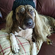 Lucy joined the competition — help win amazing prizes! dog, hat, wig, long_hair, resting, couch, pillow, plaid, closed_eyes, sleepy, brown_leather, pet, domestic_animal, relaxed, funny_costume, indoor, animal, canine, fur, lying_down