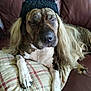dog, hat, wig, long_hair, resting, couch, pillow, plaid, closed_eyes, sleepy, brown_leather, pet, domestic_animal, relaxed, funny_costume, indoor, animal, canine, fur, lying_down