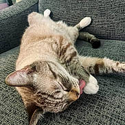 Jack joined the competition — help win amazing prizes! cat, feline, pet, animal, tongue_out, relaxing, couch, furniture, indoor, resting, whiskers, paw, striped, tabby, sleepy, cute, cozy, domestic, closeup, texture