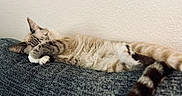 Jack joined the competition — help win amazing prizes! animal, cat, couch, cozy, domestic_animal, feline, fur, home, indoor, napping, paw, pet, quiet, relaxed, resting, sleeping, striped_tail, texture, wall, whiskers