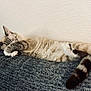 Jack joined the competition — help win amazing prizes! cat, feline, sleeping, paw, couch, indoor, resting, striped_tail, fur, cozy, relaxed, domestic_animal, pet, whiskers, animal, quiet, home, wall, texture, napping