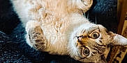 Jack is registered to the contest to win money with this photo: cat, pet, animal, fur, whiskers, relaxed, indoor, blanket, cozy, curious, eyes, paw, texture, soft, resting, mammal, cute, domestic, feline, bed