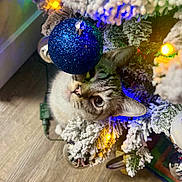 Jack is registered to the contest to win money with this photo: animal, blue_ball, cat, celebration, christmas_tree, close_up, colorful_lights, curious, cute, decorations, feline, festive, holiday, holiday_lights, indoor, ornament, pet, snowy_branches, winter, wooden_floor