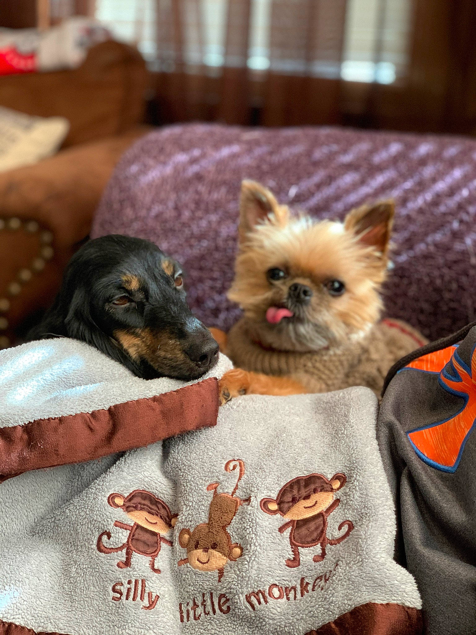 Griffen is registered to the contest to win money with this photo: canidae, carnivore, cat, christmas, companion_dog, dog, dog_breed, fawn, felidae, pomeranian, puppy, puppy_love, terrier, toy_dog, yorkshire_terrier
