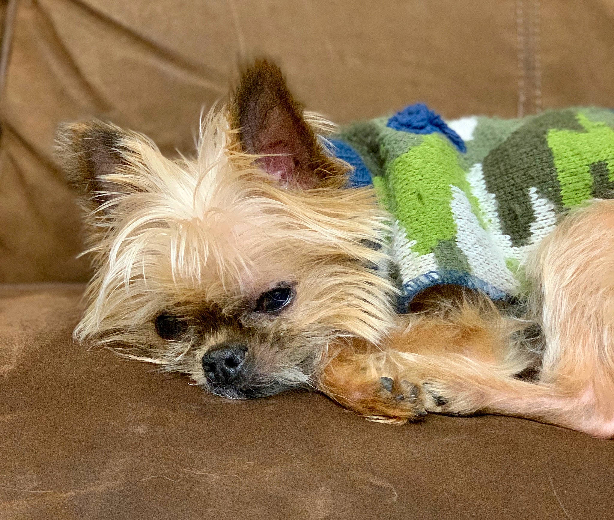 Griffen joined the competition — help win amazing prizes! australian_silky_terrier, australian_terrier, cairn_terrier, canidae, carnivore, chinese_imperial_dog, companion_dog, dog, dog_breed, mammal, morkie, norwich_terrier, puppy, rare_breed_dog, small_terrier, snout, terrier, toy_dog, vertebrate, yorkshire_terrier