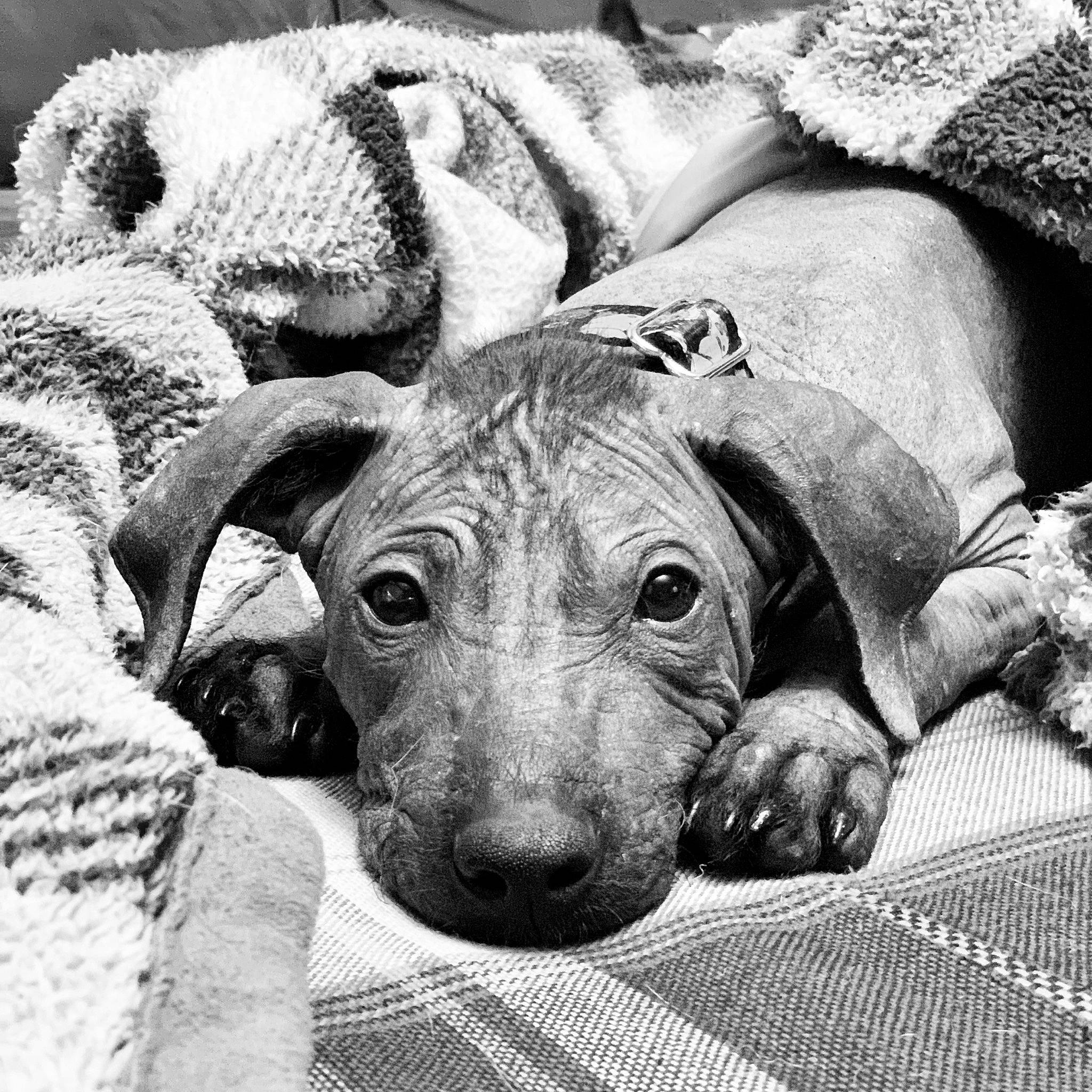 Leroy joined the competition — help win amazing prizes! black_and_white, canidae, carnivore, dachshund, dog, dog_breed, mammal, monochrome_photography, peruvian_hairless_dog, puppy, snout, sporting_group, vertebrate, weimaraner