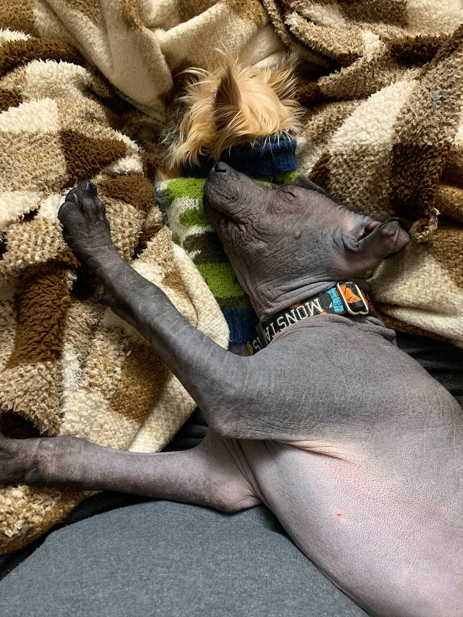 Leroy is registered to the contest to win money with this photo: beige, canidae, fawn, fur, hand, italian_greyhound, leg, plant, textile, weimaraner
