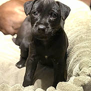 Violet is registered to the contest to win money with this photo: puppy, dog, black_fur, blanket, soft_texture, indoor, pet, animal, sleeping_dog, curious, close_up, young_dog, companion, cozy, resting, furry, cute, domestic, blurred_background, relaxing