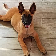 Astral participe au concours pour gagner de l'argent avec cette photo : dog, puppy, lying_down, floor, wooden_floor, ears, tongue, pet, animal, canine, indoor, brown_fur, black_face, playful, friendly, looking_at_camera, young_dog, smiling, domestic_animal, cute