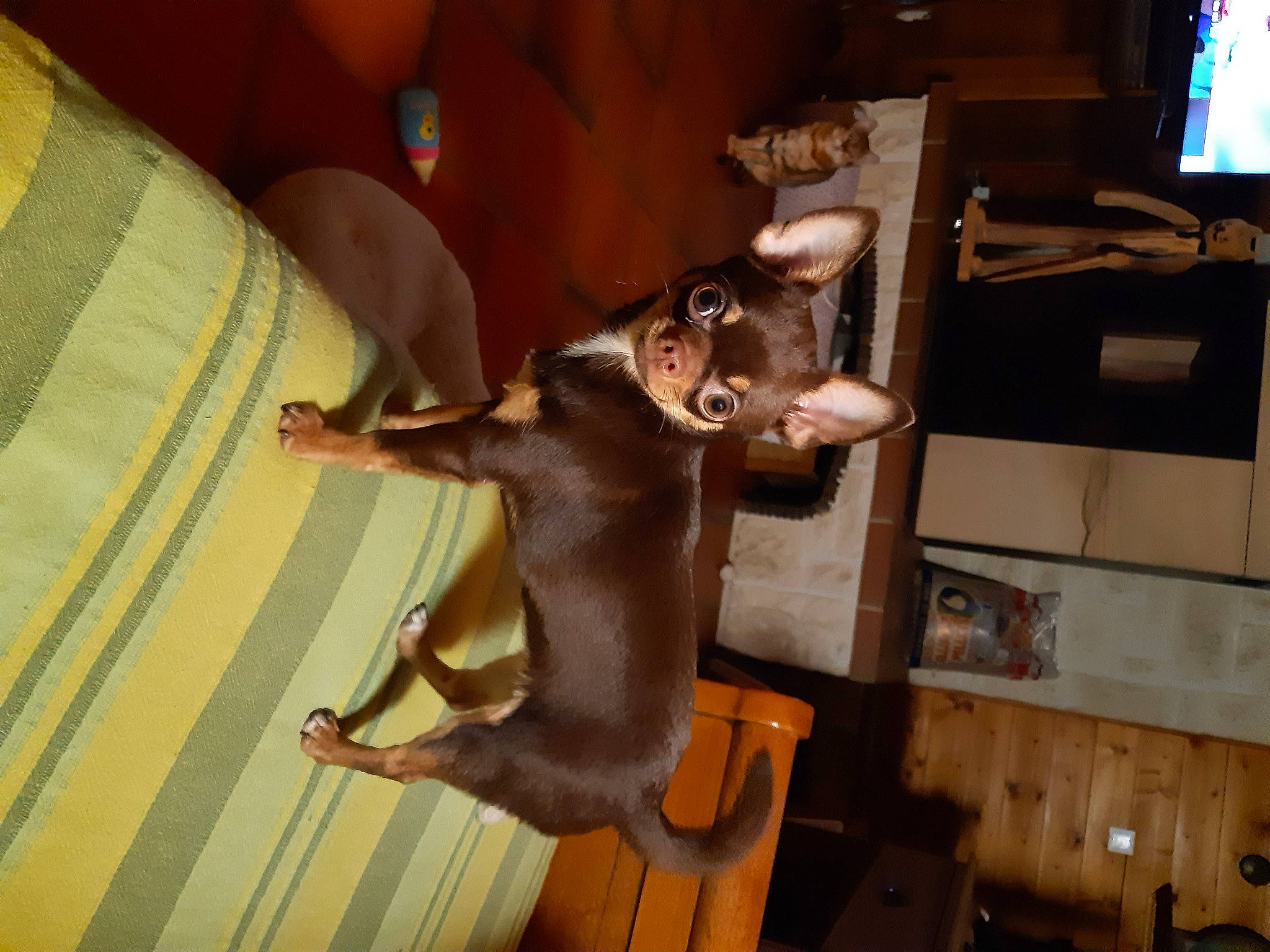 Choupette a rejoint le concours — aidez-le/la à gagner de superbes lots ! art, building, canidae, carnivore, comfort, companion_dog, dog, dog_breed, fawn, felidae, guard_dog, hardwood, liver, room, sculpture, small_to_medium_sized_cats, sporting_group, tail, wood, working_animal