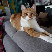 Zora participe au concours pour gagner de l'argent avec cette photo : cat, ginger_cat, white_cat, indoor, couch, furniture, stretching, relaxed, pet, animal, tabby, armrest, cozy, household, domestic, mammal, portrait, closeup, living_room, resting