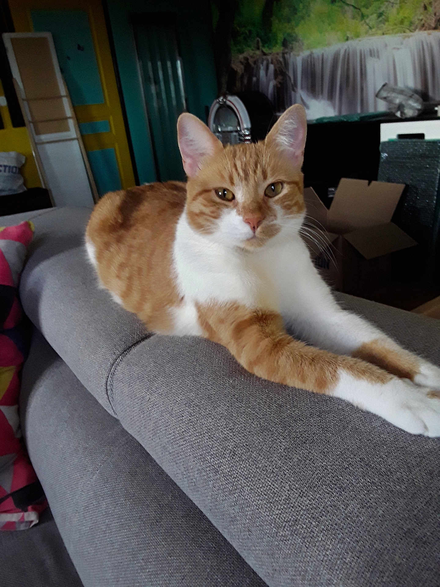 Zora participe au concours pour gagner de l'argent avec cette photo : cat, ginger_cat, white_cat, indoor, couch, furniture, stretching, relaxed, pet, animal, tabby, armrest, cozy, household, domestic, mammal, portrait, closeup, living_room, resting