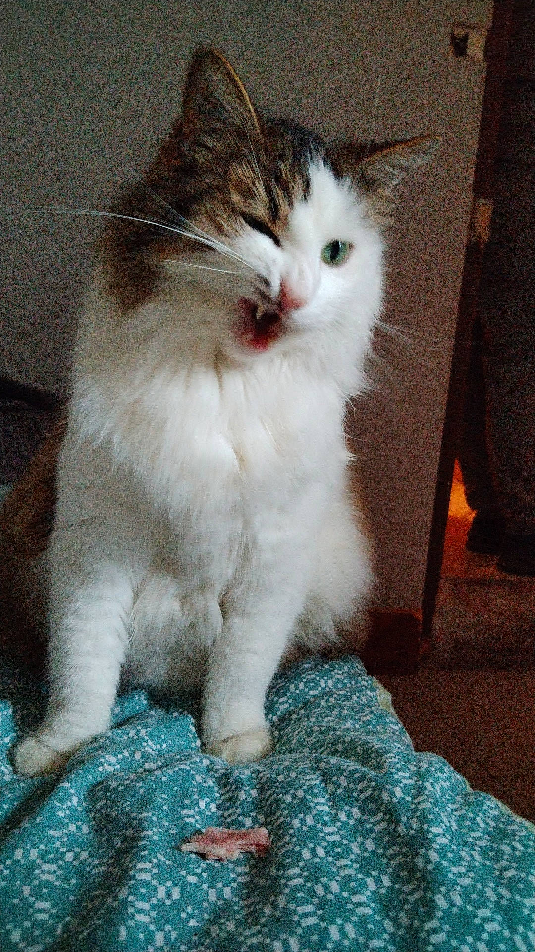 Grisouille participe au concours pour gagner de l'argent avec cette photo : carnivore, cat, claw, domestic_short_haired_cat, felidae, flooring, fur, paw, sitting, small_to_medium_sized_cats, tail, whiskers