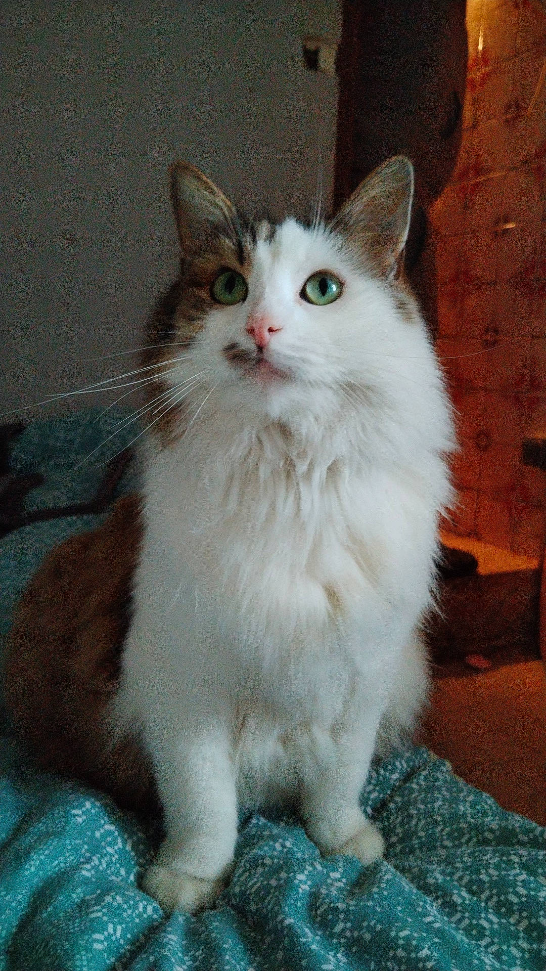 Grisouille participe au concours pour gagner de l'argent avec cette photo : british_longhair, carnivore, cat, felidae, fur, iris, paw, sitting, small_to_medium_sized_cats, snout, tail, terrestrial_animal, whiskers