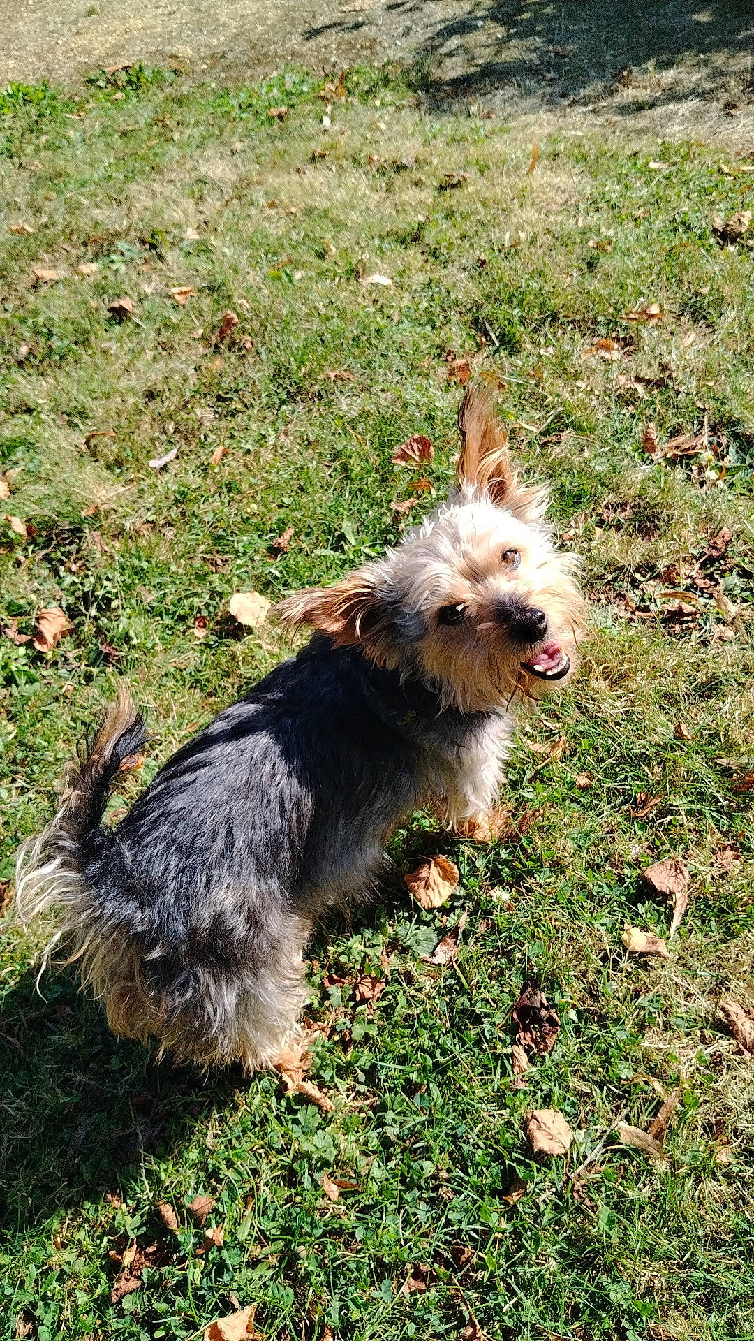 Maxs a rejoint le concours — aidez-le/la à gagner de superbes lots ! australian_terrier, biewer_terrier, canidae, carnivore, collar, companion_dog, dog, dog_breed, dog_collar, dog_supply, grass, plant, small_terrier, sporting_group, tail, terrier, toy_dog, walking, water_dog, yorkipoo